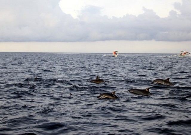 balicasag island, bohol