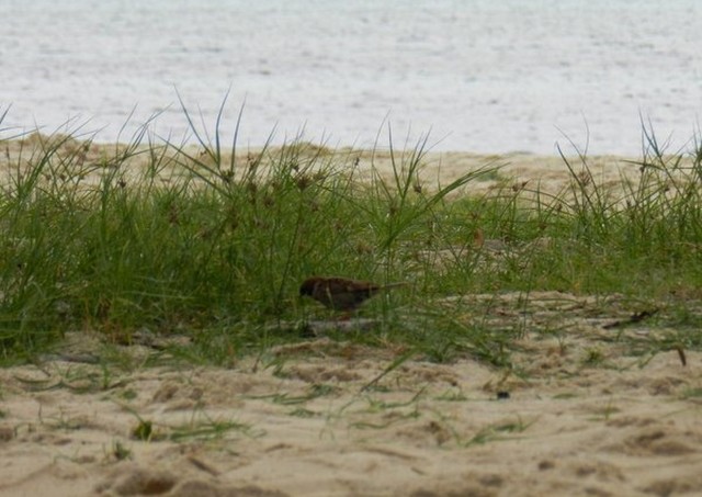 pandanon island, bohol