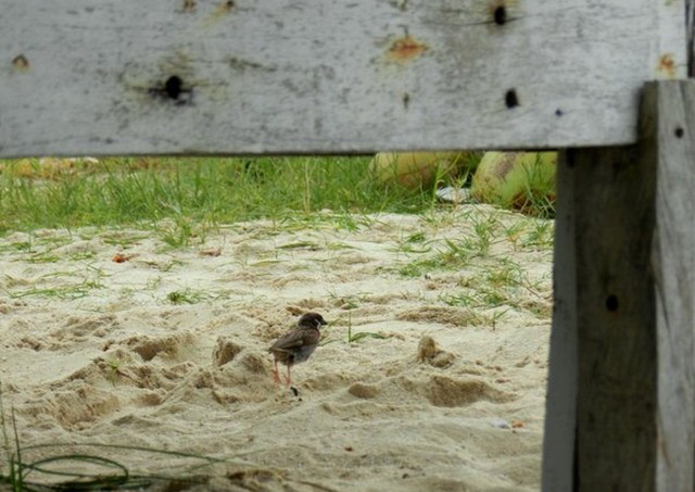 pandanon island, bohol