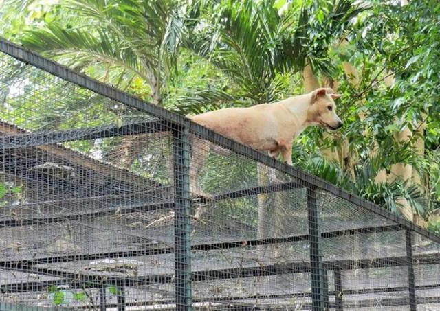 cebu zoo