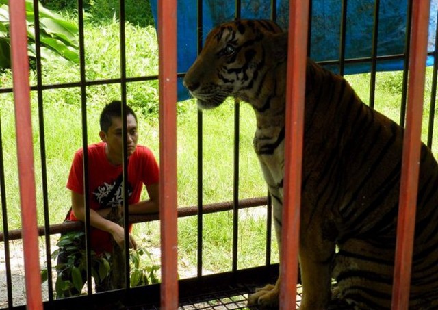 cebu zoo