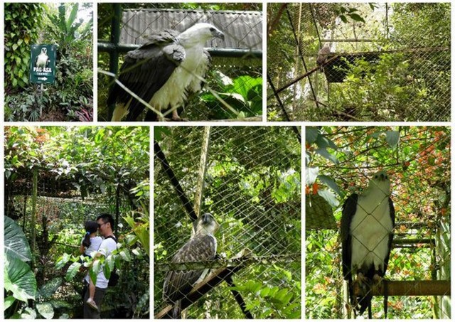 philippine eagle farm
