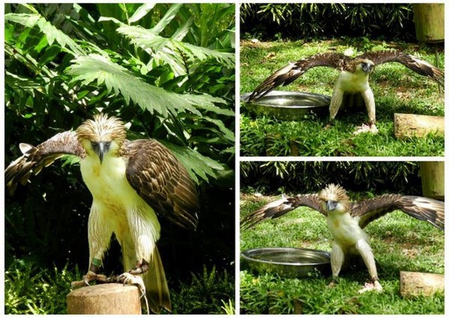 philippine eagle farm
