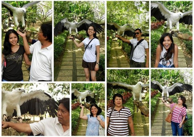 philippine eagle farm