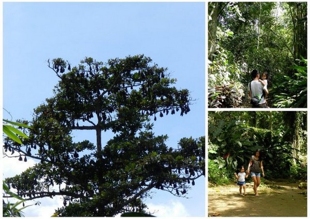 philippine eagle farm