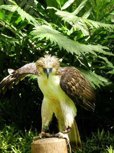 philippine eagle farm