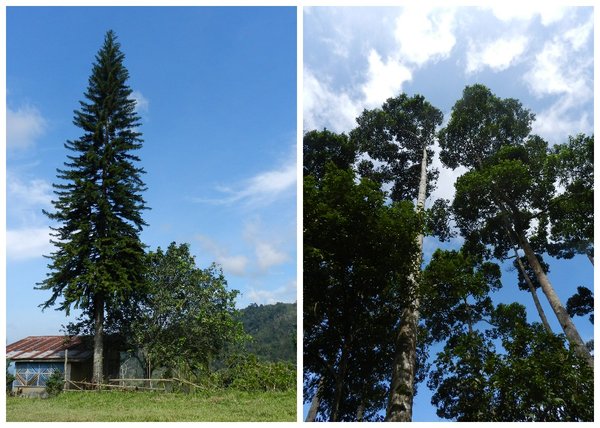 new israel, north cotabato