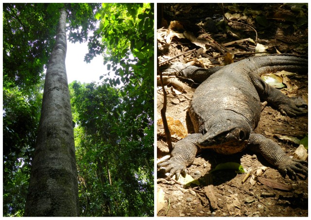 puerto princesa underground river