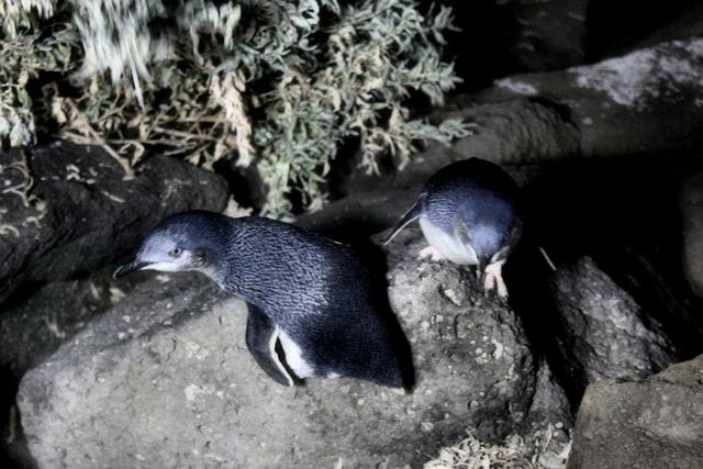 st. kilda breakwater