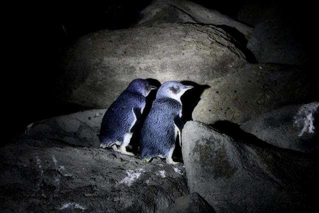 st. kilda breakwater