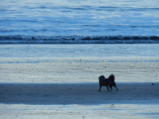 takapuna beach, auckland