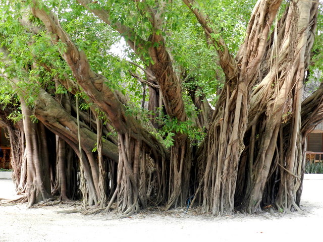 maribago bluewater resort, mactan