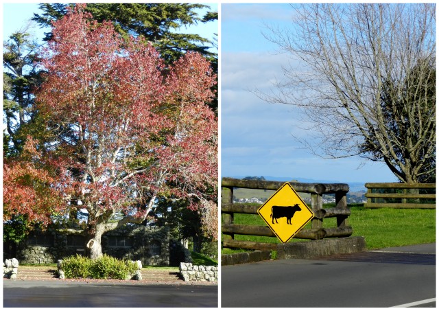 cornwall park, auckland