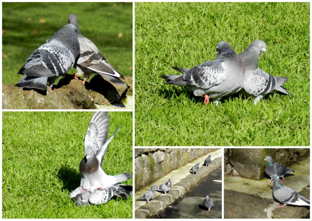 cornwall park, auckland