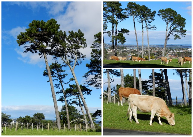 cornwall park, auckland