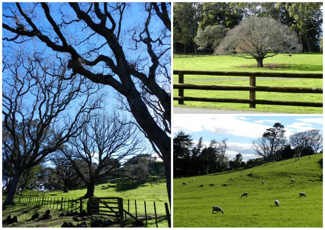 cornwall park, auckland