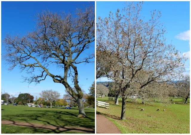 cornwall park, auckland