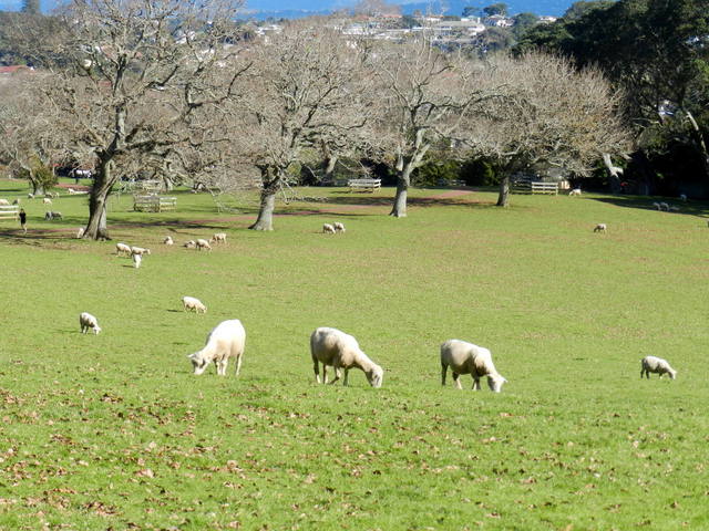 cornwall park, auckland