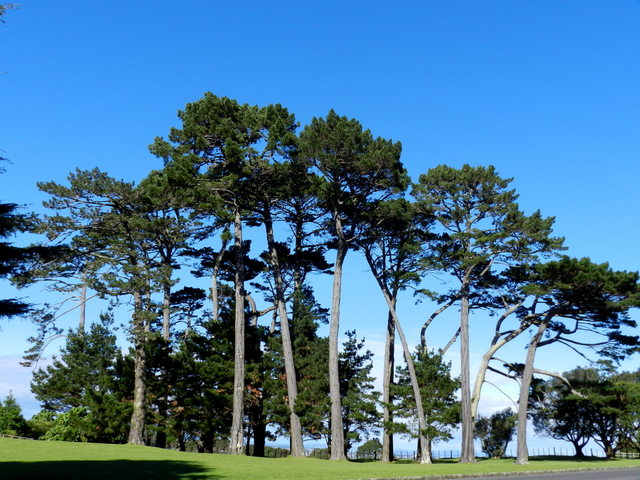 cornwall park, auckland