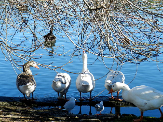 western springs park, auckland