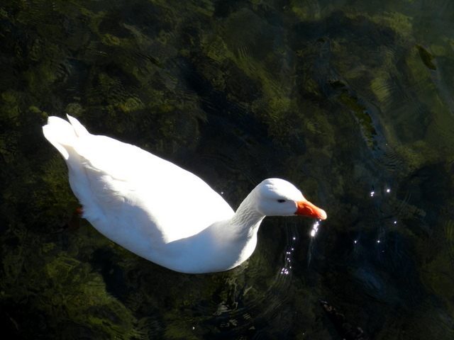 western springs park, auckland
