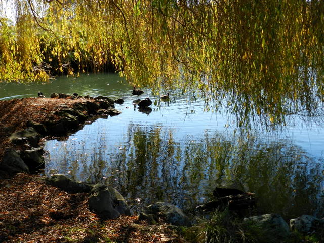 western springs park, auckland