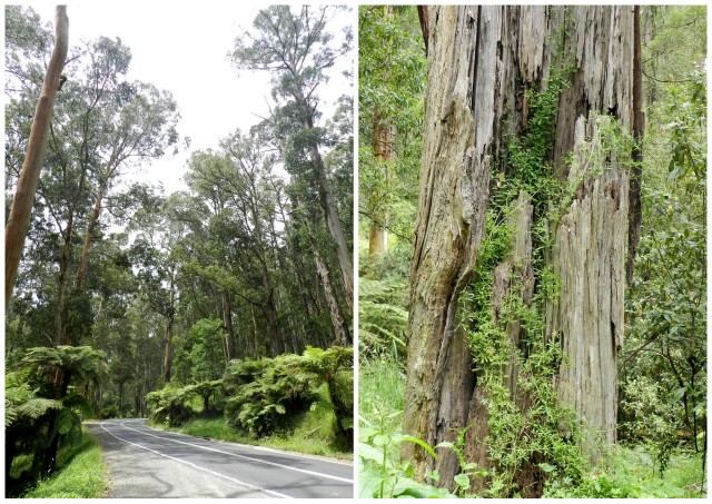 dandenong ranges
