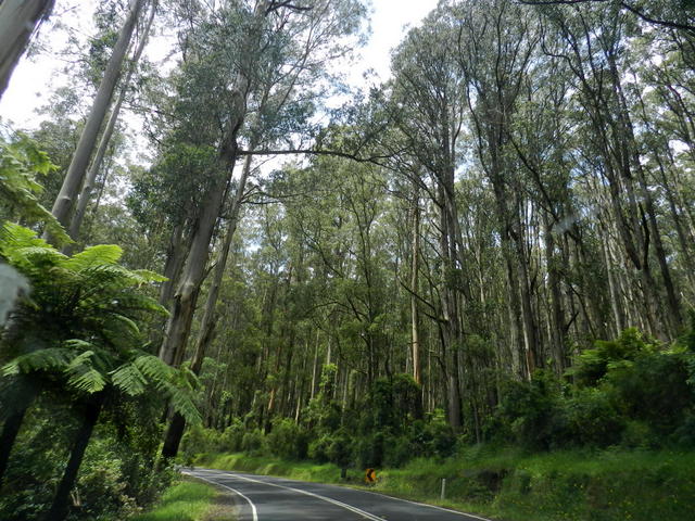 dandenong ranges