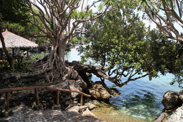 hale manna, moalboal