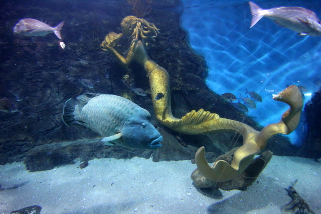 sea life melbourne aquarium