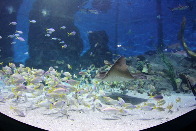 sea life melbourne aquarium