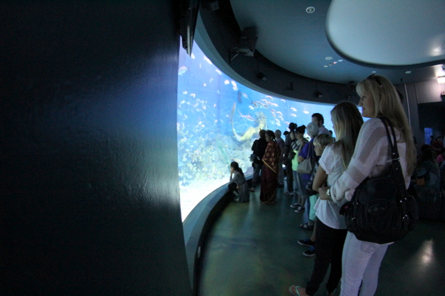 sea life melbourne aquarium