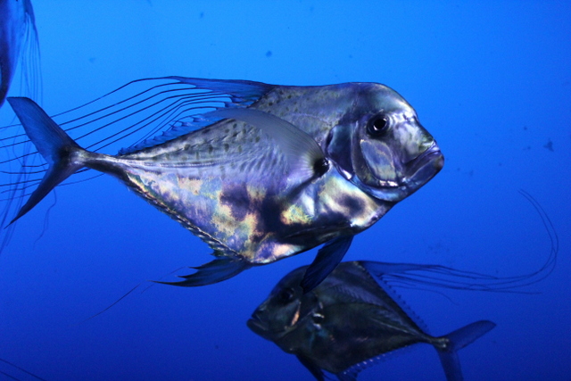 sea life melbourne aquarium