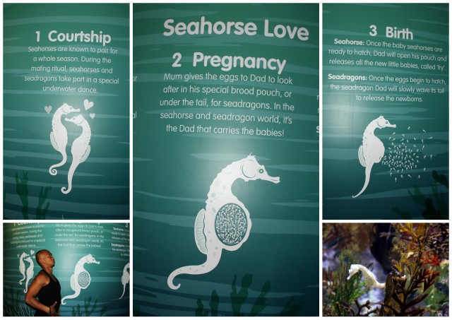 sea life melbourne aquarium