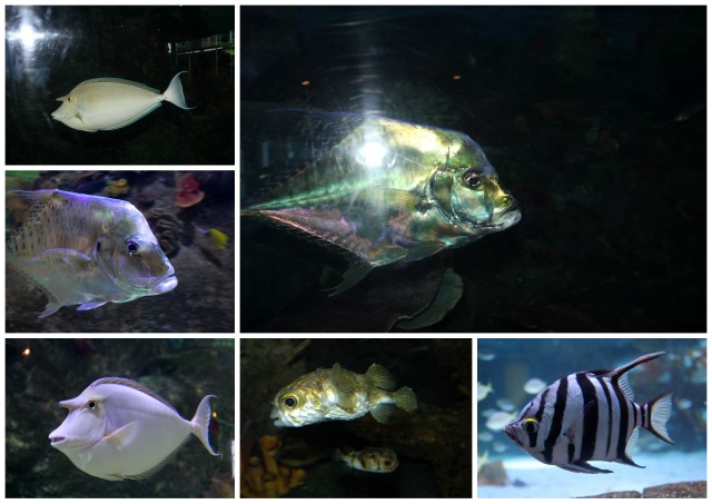 sea life melbourne aquarium