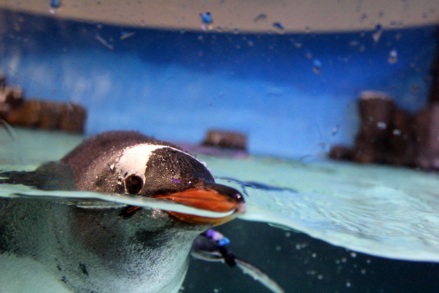 sea life melbourne aquarium