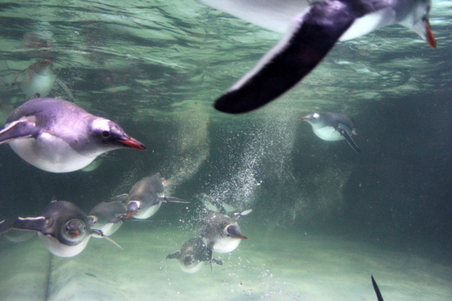 sea life melbourne aquarium