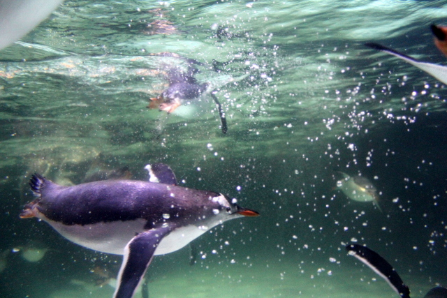 sea life melbourne aquarium