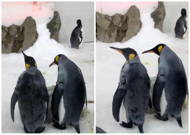 sea life melbourne aquarium