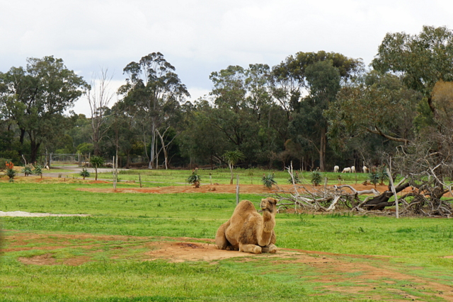 werribee open range zoo