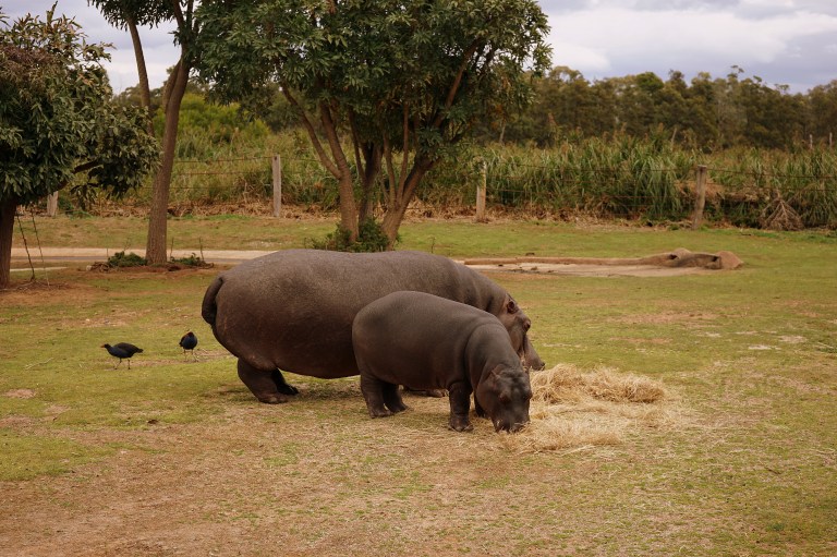 werribee open range zoo