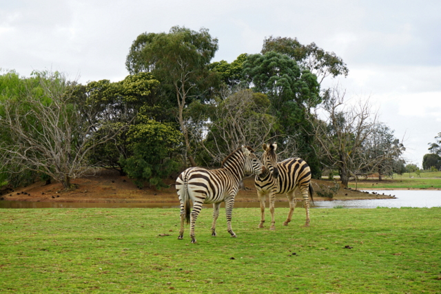 werribee open range zoo