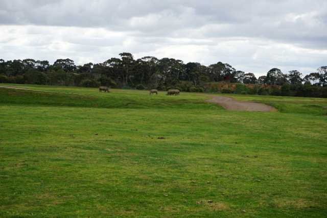 werribee open range zoo