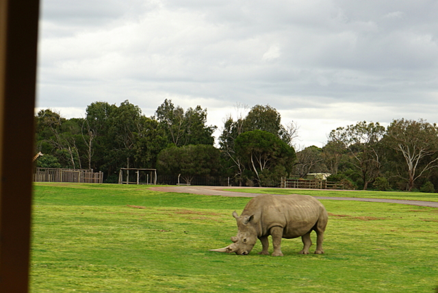 werribee open range zoo