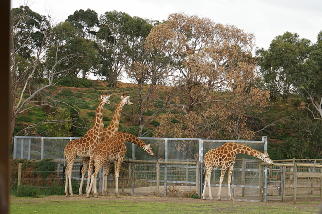 werribee open range zoo