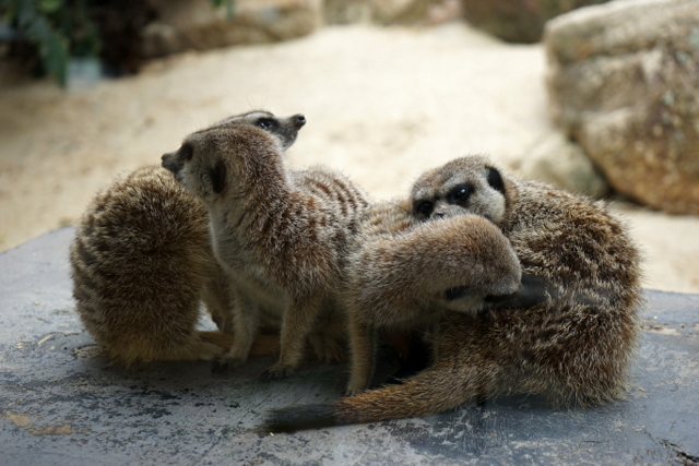 werribee open range zoo