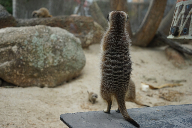 werribee open range zoo