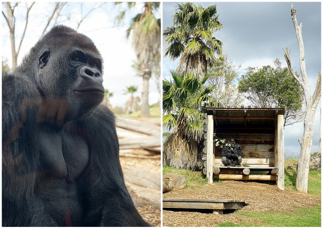 werribee open range zoo