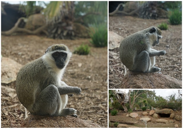 werribee open range zoo