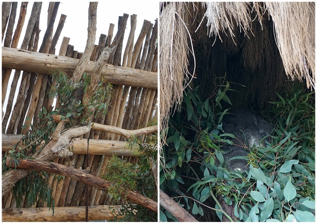 werribee open range zoo